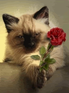 Romantic Kitty Pictures, Images and Photos