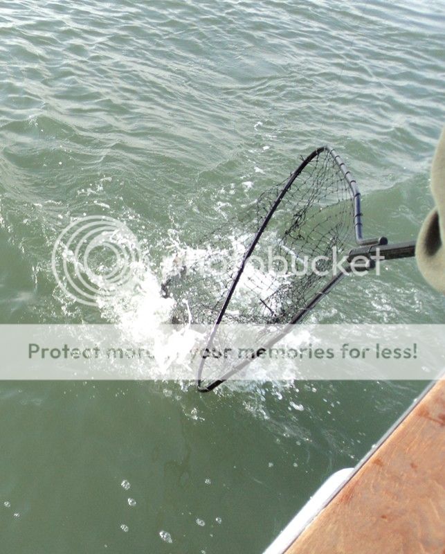 Great striper fishing today on the lower Delaware Bay on the Hooked Up II BASS BARN