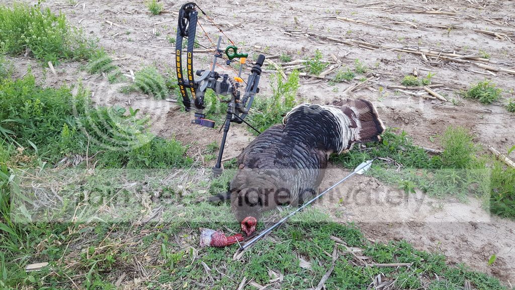 One Last 2017 Turkey Hunt Archery Talk Forum